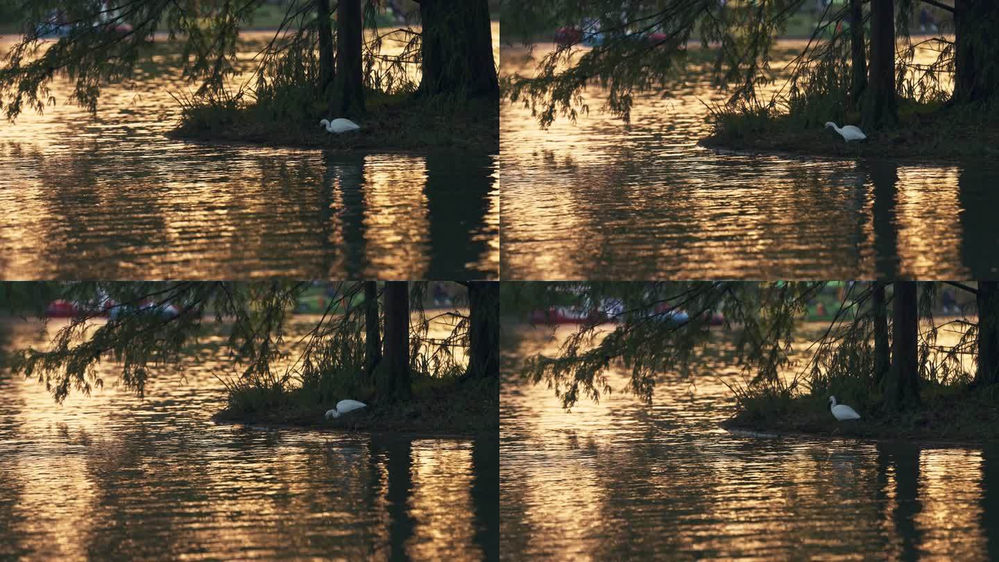 夕阳湖面白鹭觅食