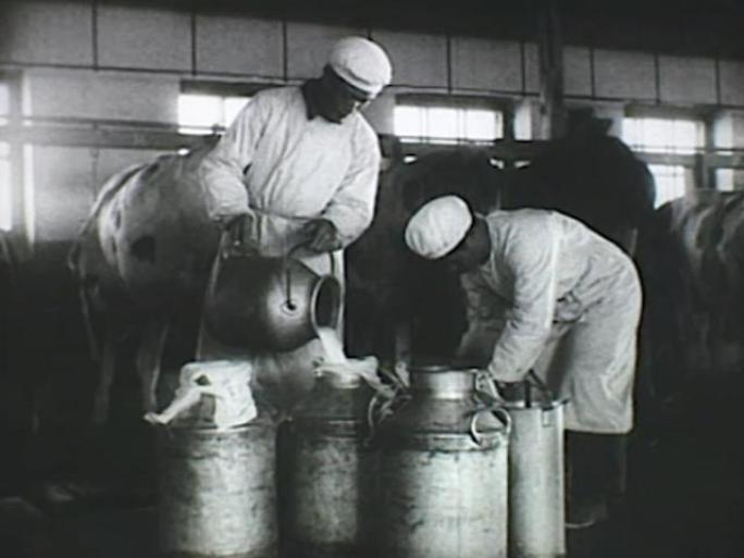 奶牛养殖 牛奶生产 50年代60年代