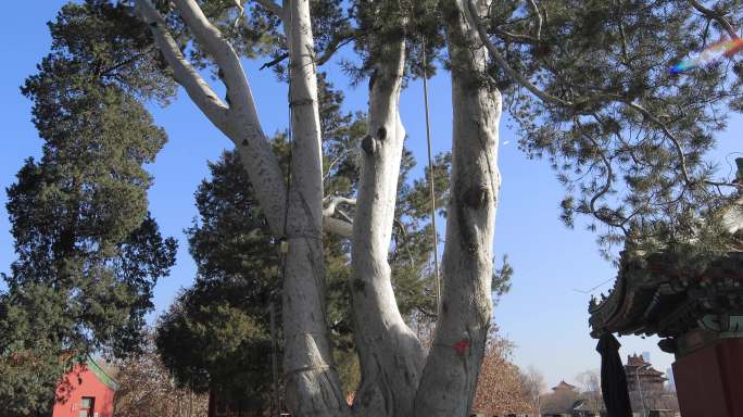北京北海公园围城白袍将军树4K拍摄