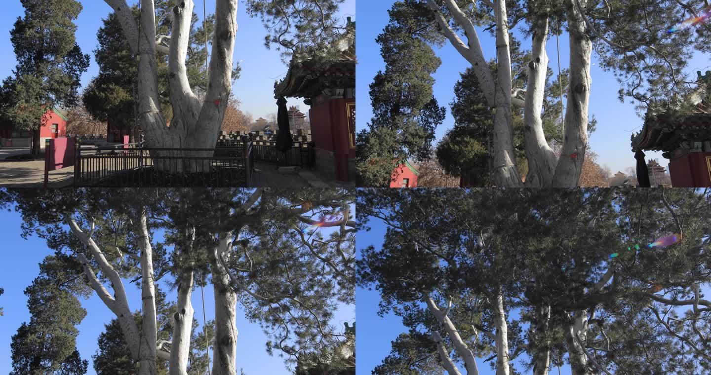 北京北海公园围城白袍将军树4K拍摄