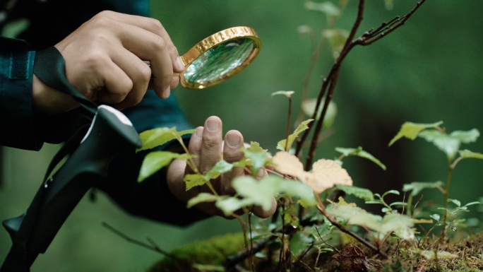 长白山植物学家穿越森林采集纪录植物样本
