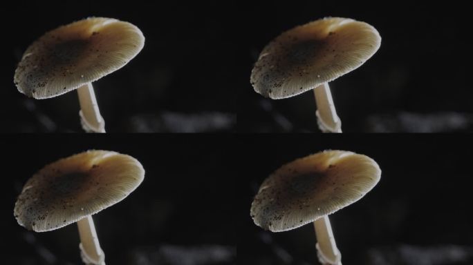 4K蘑菇真菌释放孢子繁殖升格