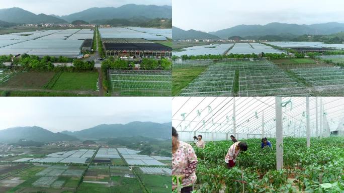 航拍汝城供港蔬菜种植基地合集