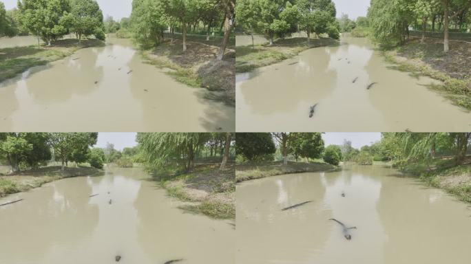 河中的扬子鳄4K航拍