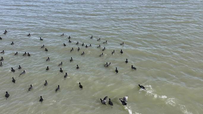 白马湖湿地公园成群候鸟来越冬