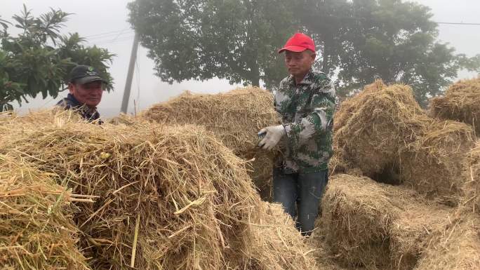 果园工人铺设水稻秸秆覆盖