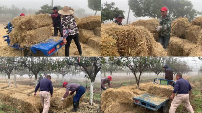 果园工人铺设水稻秸秆覆盖