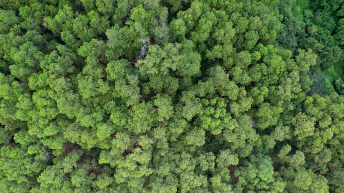 4K深圳仙湖植物园