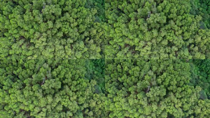 4K深圳仙湖植物园