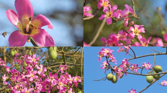 冬日阳光下的异木棉花
