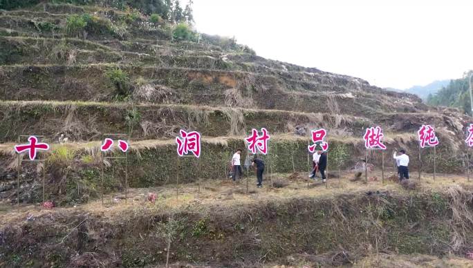 航拍十八洞村茶油产业种植基地