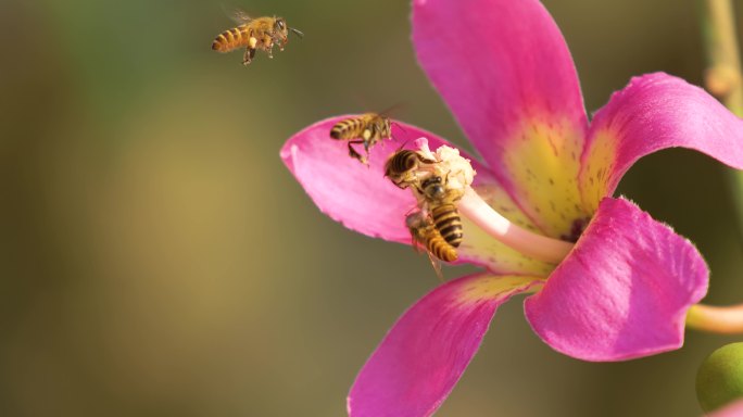 异木棉花 蜜蜂采蜜