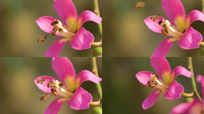 异木棉花 蜜蜂采蜜