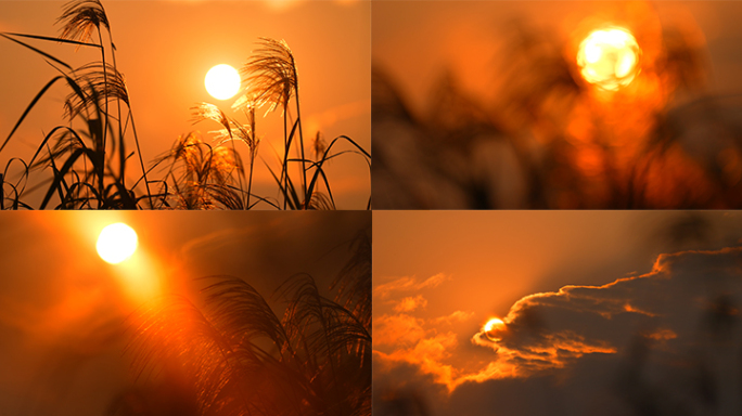 夕阳下的芦苇