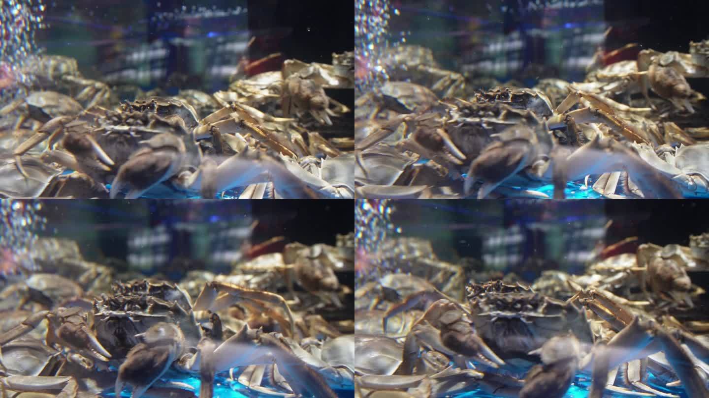 水箱海鲜螃蟹高速慢动作