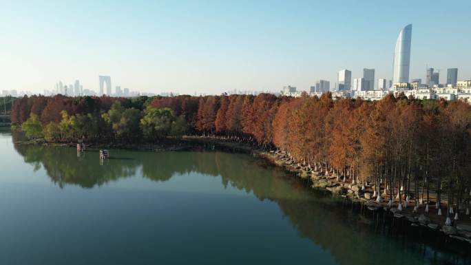 斜塘老街 水杉 航拍 逆光 国金 园区