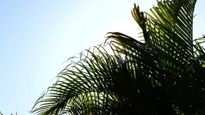 热带逆光棕榈叶