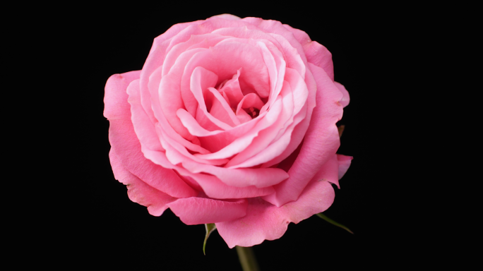 粉色玫瑰开花月季花开延时