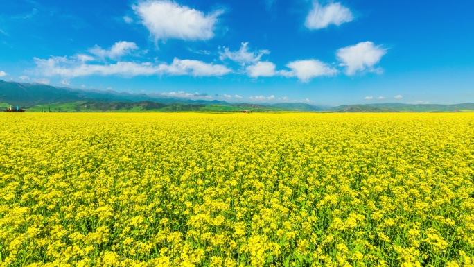 青海门源油菜花花海延时摄影