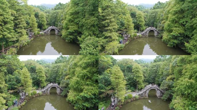 4K深圳仙湖植物园