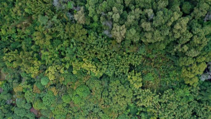 4K深圳仙湖植物园