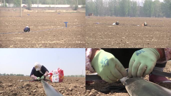 农民在地里铺设滴灌管道浇水