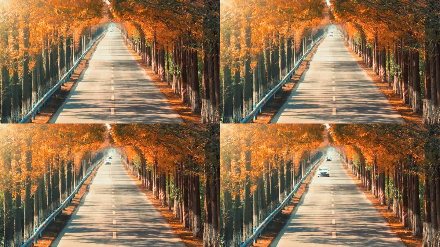 杭州绝美秋景道路航拍