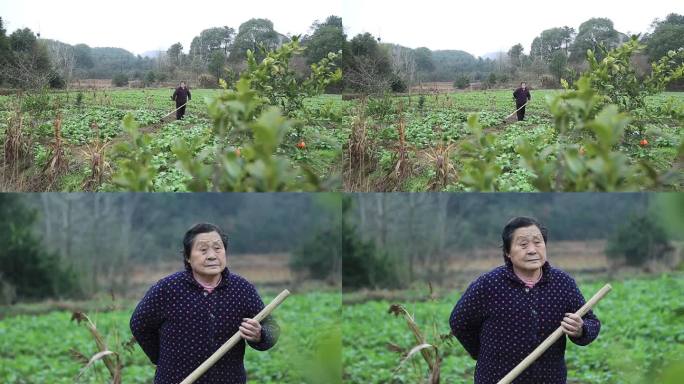 南方老太太老年人干农活锄地腰疼揉腰犯病