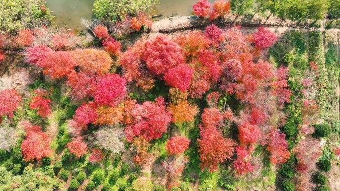 秋天五彩斑斓的郊区户外树林航拍