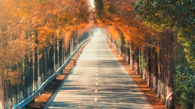 杭州绝美秋景道路航拍