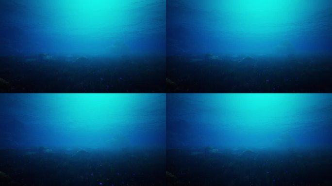 4K海底世界素材