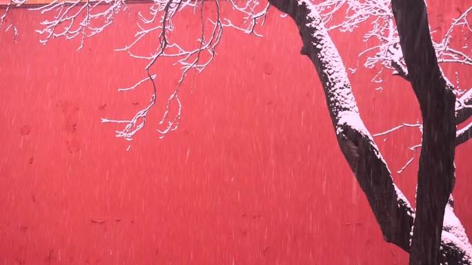 红墙背景下雪的场景镜头