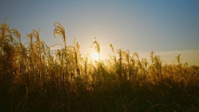 秋冬夕阳逆光芦苇