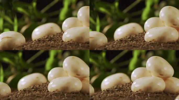口蘑在泥土里生长运镜展示