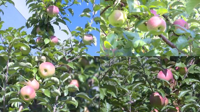 早晨挂着露珠的苹果挂在树上