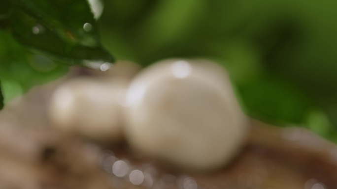 口蘑在木头上生长对焦展示