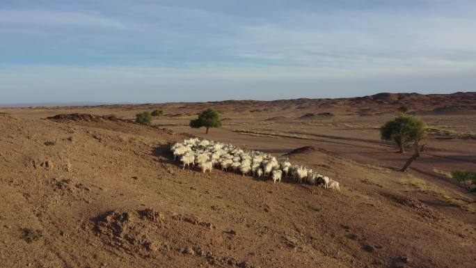 戈壁滩羊群 绿色天然草原畜牧业