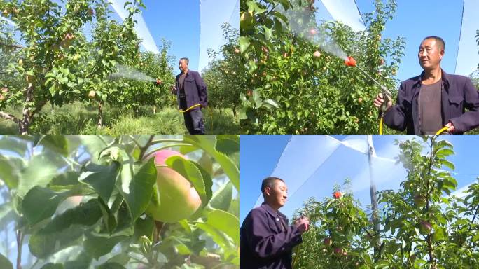 果农农民给苹果树打农药浇水养护果树