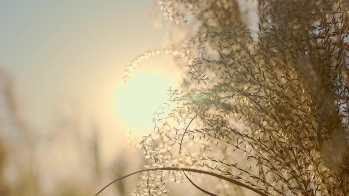 秋冬夕阳芦苇逆光植物