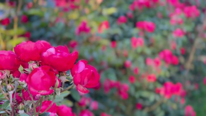 蔷薇花、藤蔓月季花、花朵开放