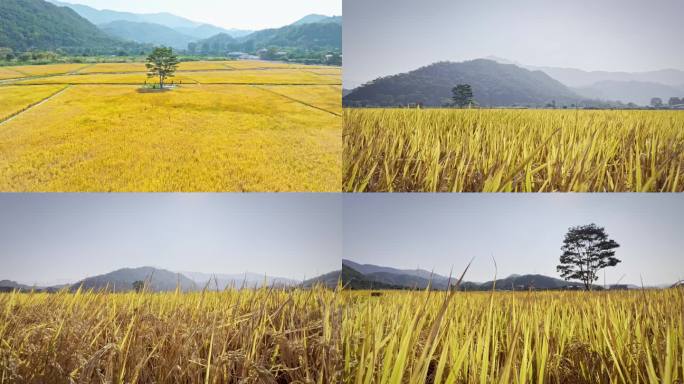 金色稻田稻谷稻穗