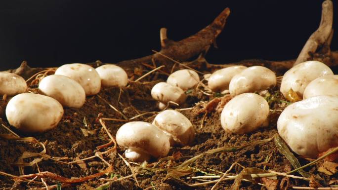 新鲜口蘑 蘑菇在土里