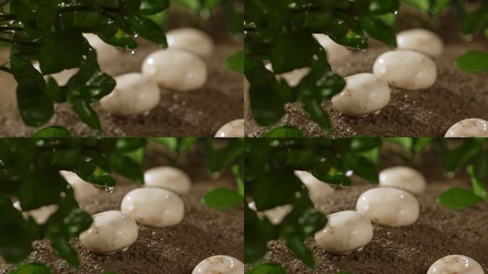 雨中的口蘑在泥土里生长
