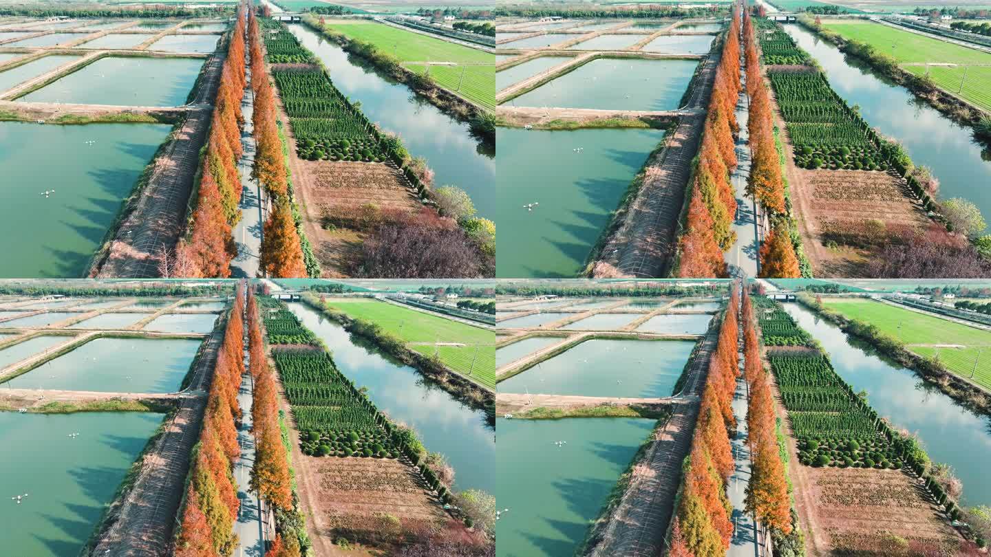 杭州绝美秋景道路航拍
