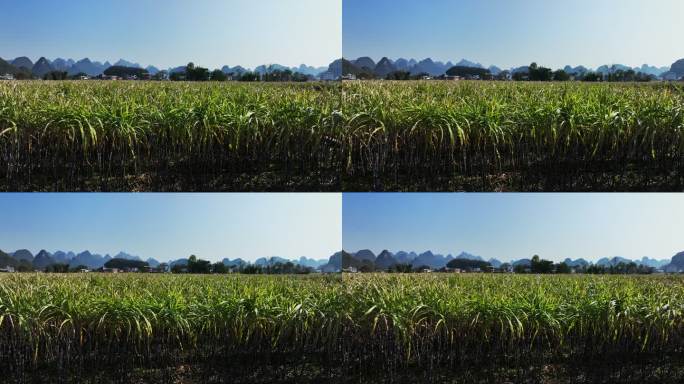 冬季阳光下山边田里成熟的甘蔗林