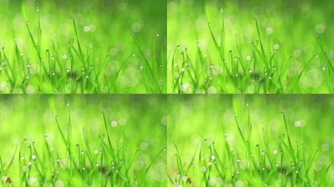 春天露水光芒  水滴小草尖尖晶莹剔透绿叶