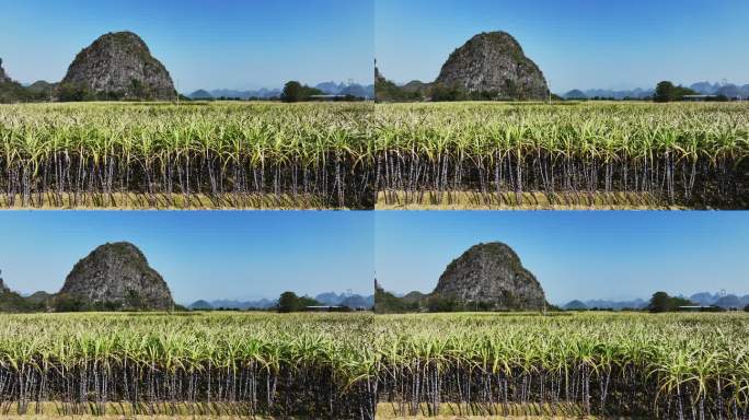 冬季阳光下山边田里成熟的甘蔗林