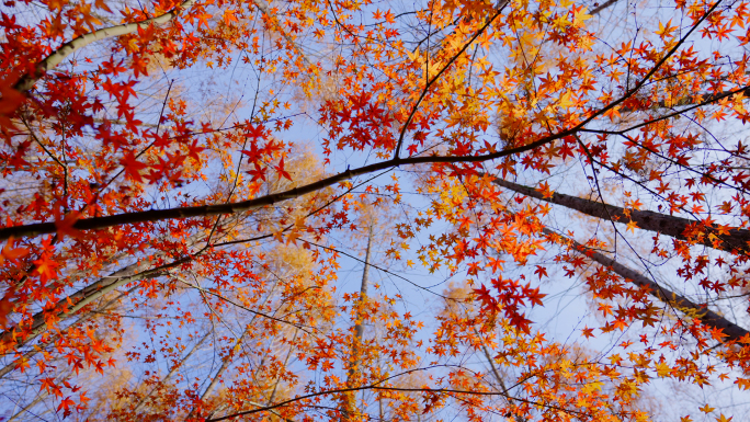 深秋秋天唯美红叶枫叶树叶逆光