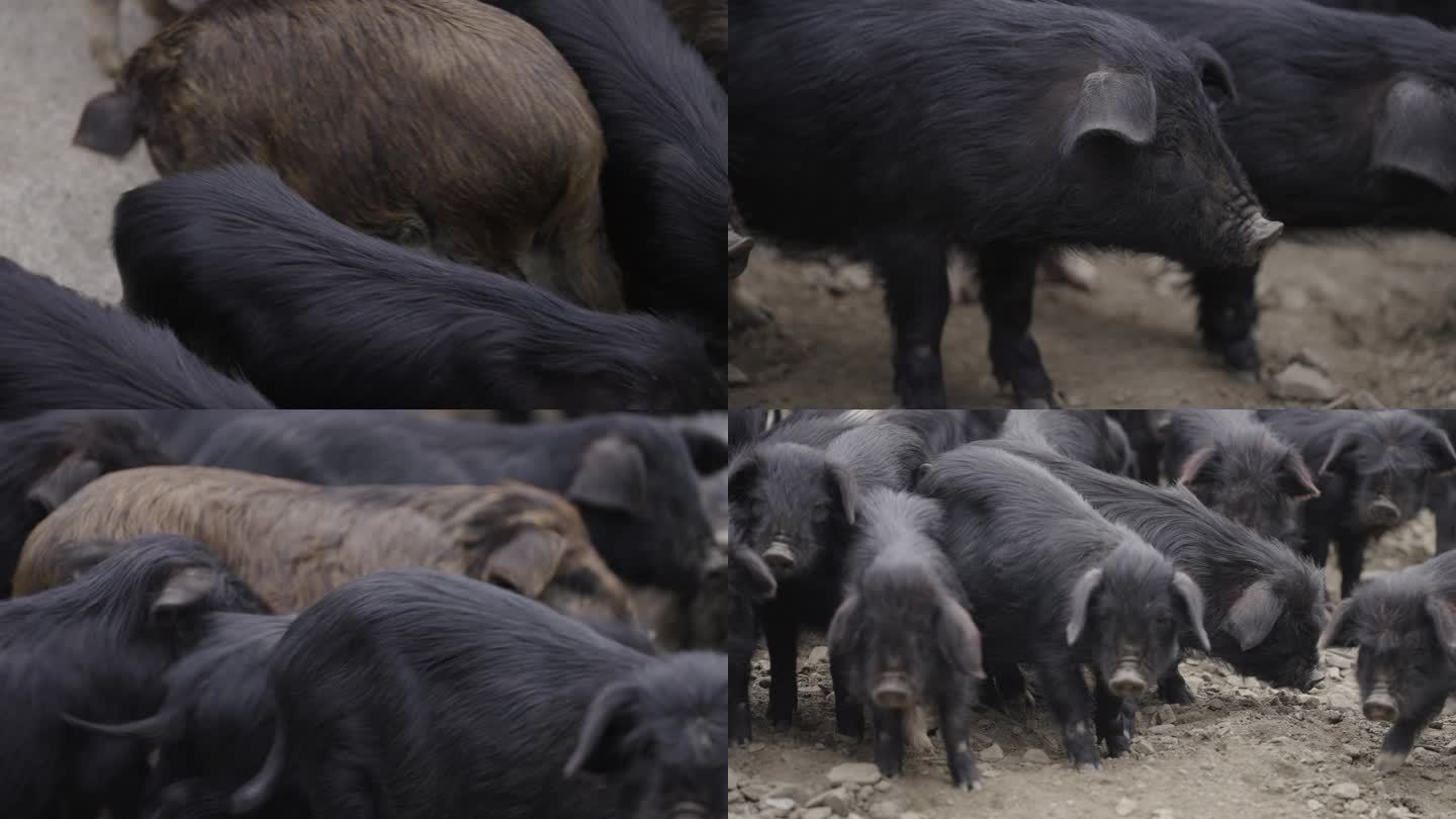 藏香猪-100帧升格