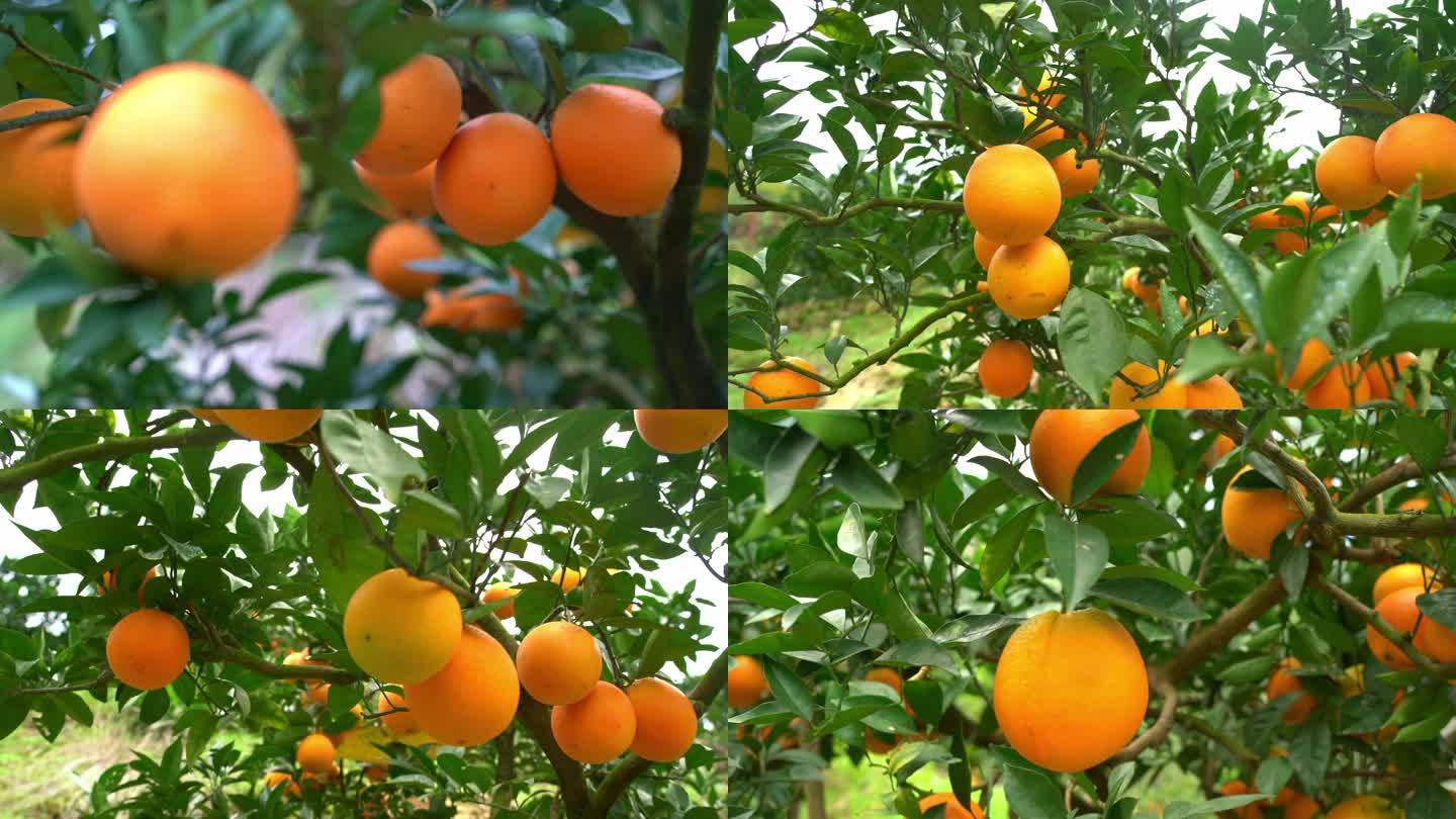 树上鲜橙